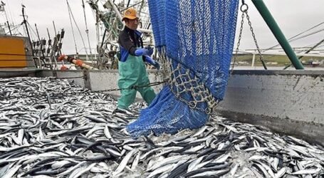 تنظيم جديد في تسويق منتجات الصيد البحري