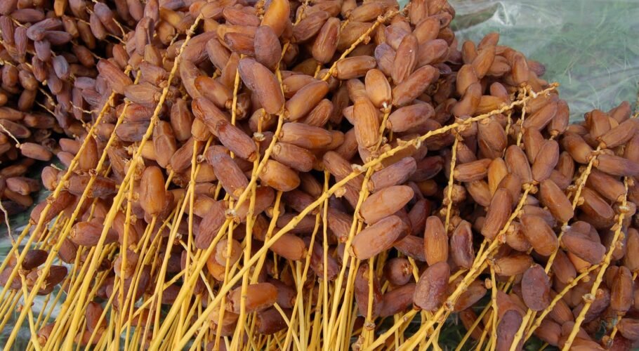 نشاط_تحويل_تمور_الجزائر